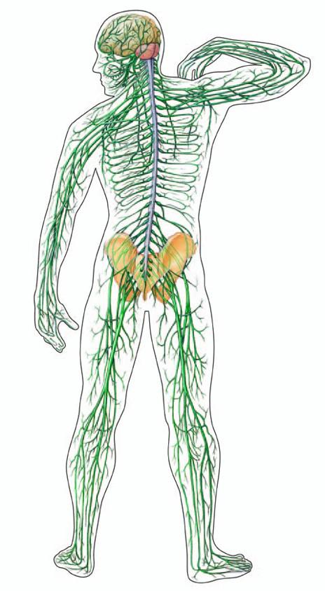 a csípőízület artrózisa